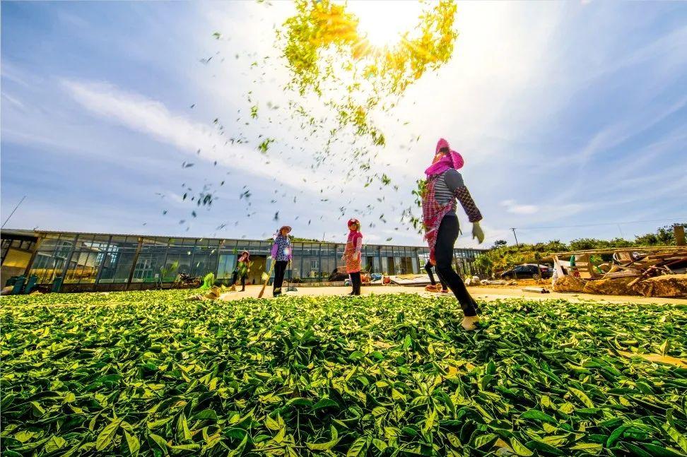 厦门十大乡村游景点2025年排行榜前十名榜单出炉 厦门十大乡村游景点2025年排行榜前十名榜单出炉