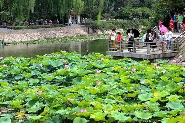郑州十大赏荷花好去处2025年排行榜前十名榜单出炉 郑州十大赏荷花好去处2025年排行榜前十名榜单出炉