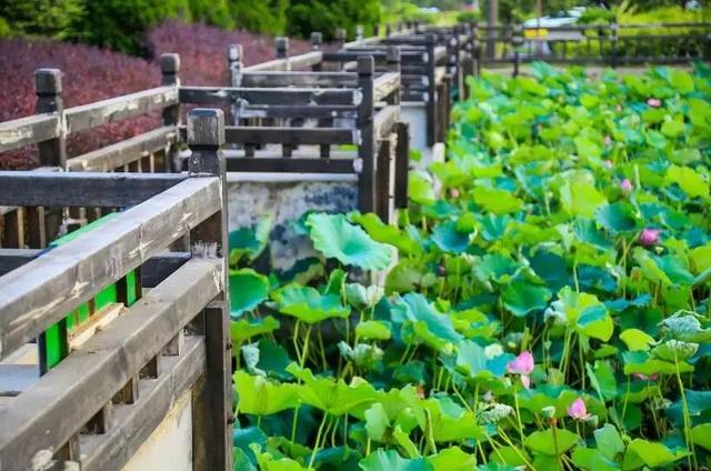 郑州十大赏荷花好去处2025年排行榜前十名榜单出炉 郑州十大赏荷花好去处2025年排行榜前十名榜单出炉