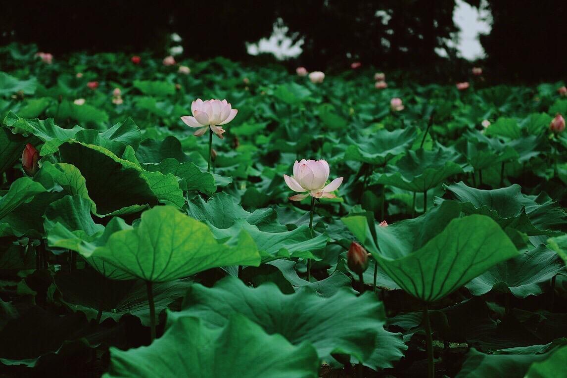 南京十大赏荷花好去处2025年排行榜前十名榜单出炉 南京十大赏荷花好去处2025年排行榜前十名榜单出炉