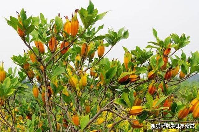 中国十大栀子产地2025年排行榜前十名榜单出炉 中国十大栀子产地2025年排行榜前十名榜单出炉