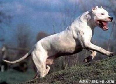 世界十大最丑的犬种2025年排行榜前十名榜单出炉