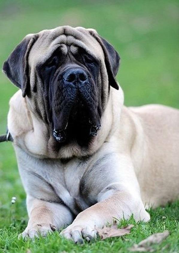 世界十大最丑的犬种2025年排行榜前十名榜单出炉