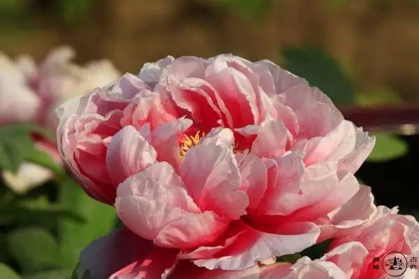 中国十大名花欣赏地2025年排行榜前十名榜单出炉 中国十大名花欣赏地2025年排行榜前十名榜单出炉
