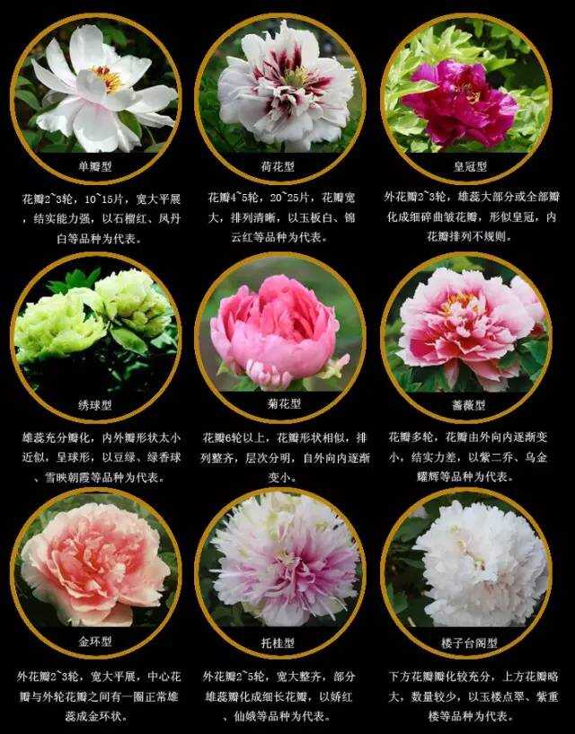 中国十大名花欣赏地2025年排行榜前十名榜单出炉 中国十大名花欣赏地2025年排行榜前十名榜单出炉