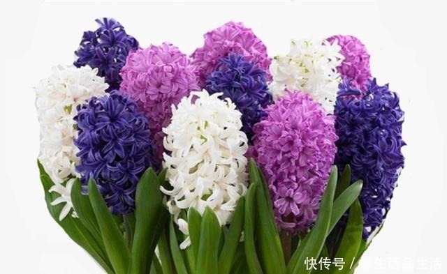 十大最美的风信子品种2025年排行榜前十名榜单出炉