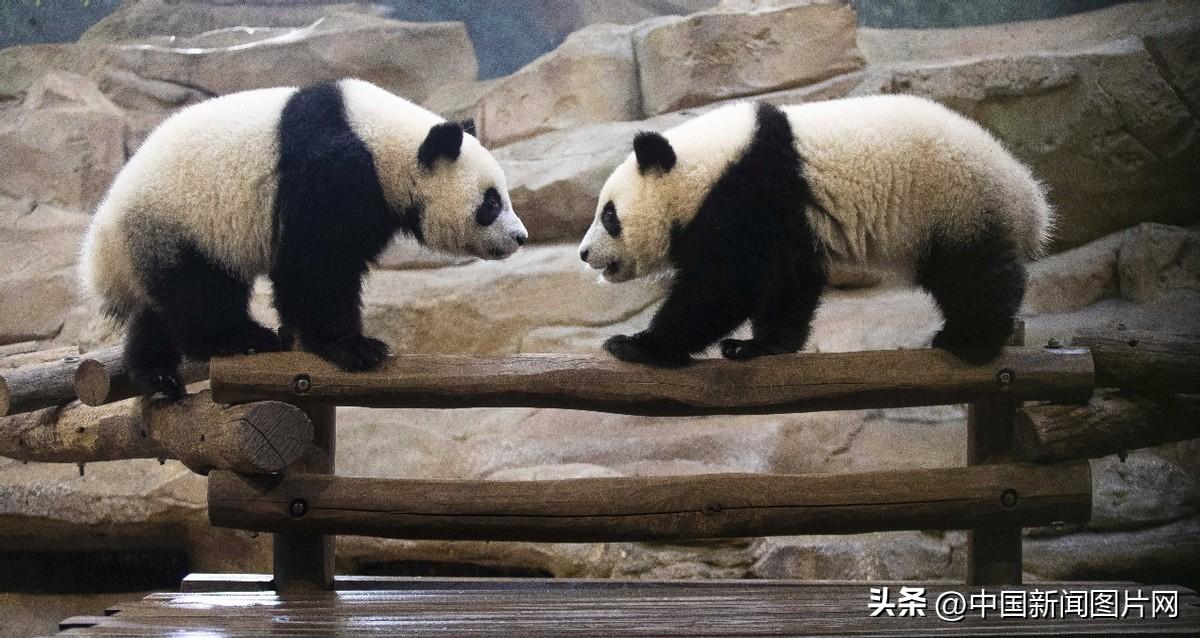 世界十大著名动物园2025年排行榜前十名榜单出炉 世界十大著名动物园2025年排行榜前十名榜单出炉