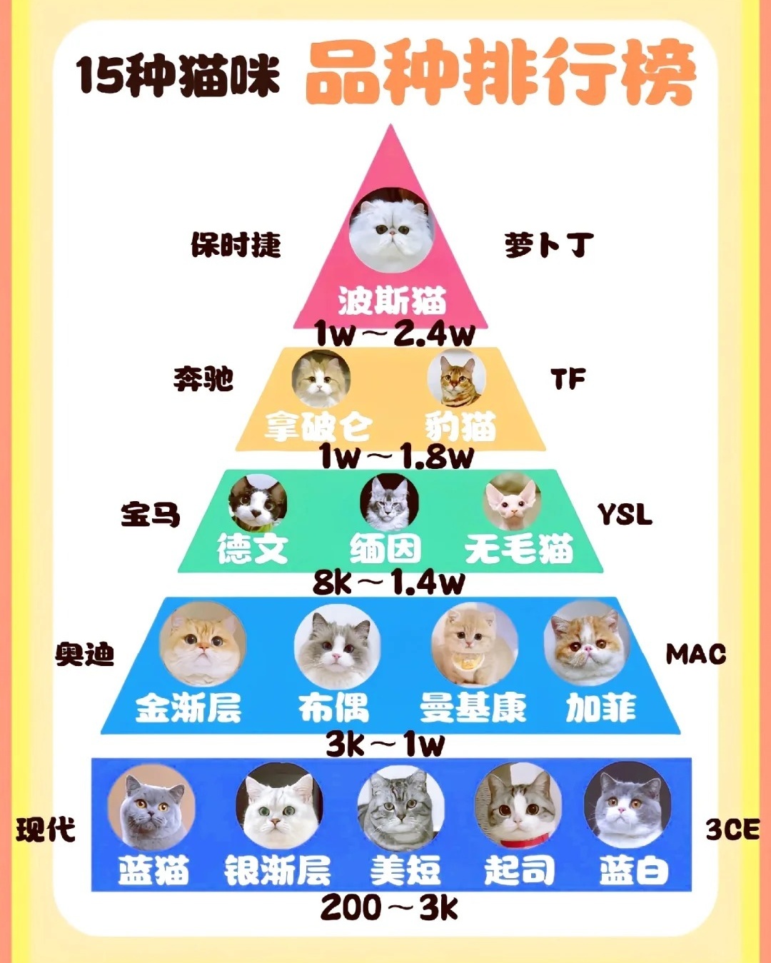 十大最适合上班族养的宠物2025年排行榜前十名榜单出炉