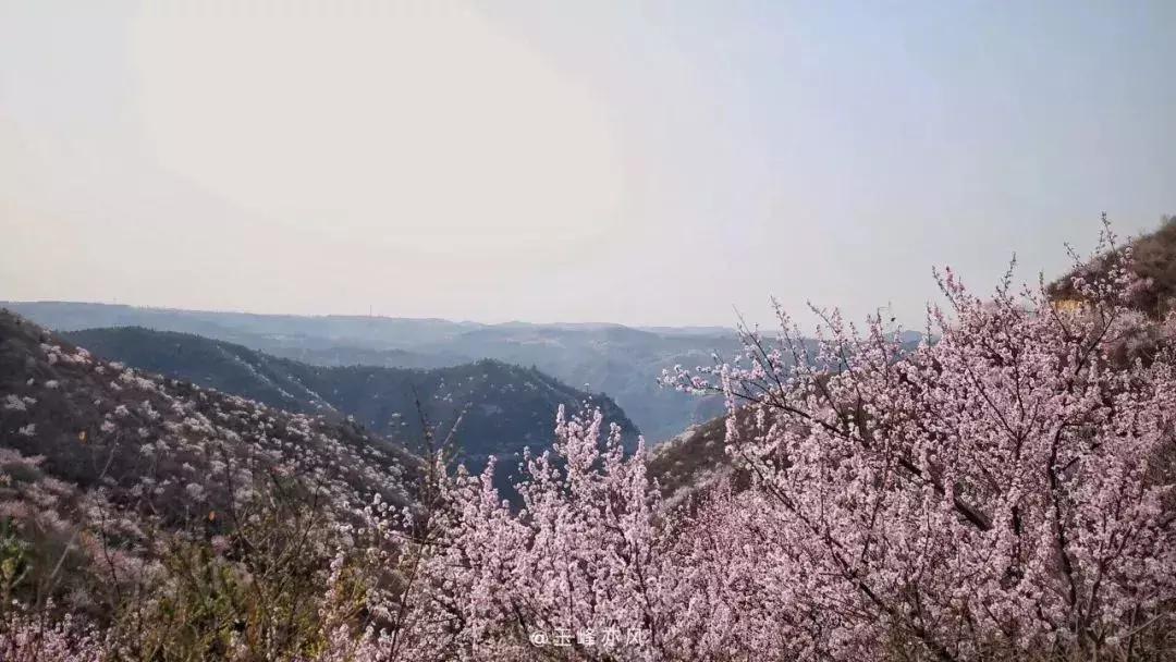 河南十大赏花胜地2025年排行榜前十名榜单出炉