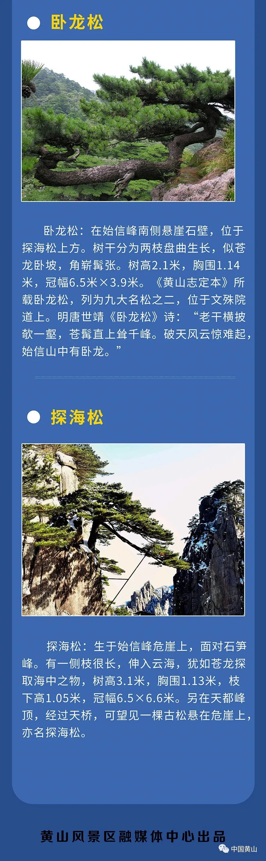 黄山十大名松景点2025年排行榜前十名有哪些