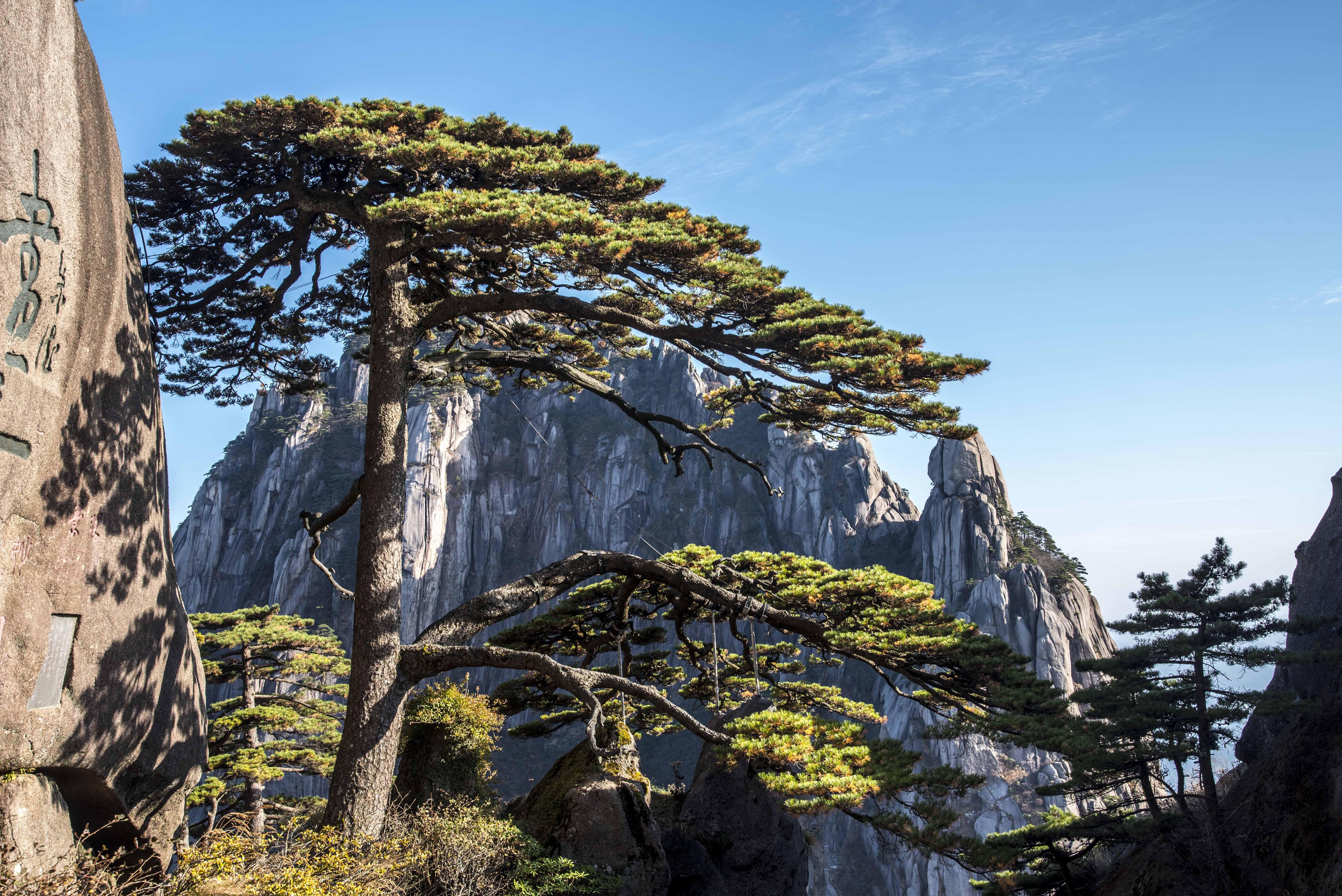 黄山十大名松景点2025年排行榜前十名有哪些