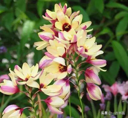 十大最美百合花品种2025年排行榜前十名榜单出炉