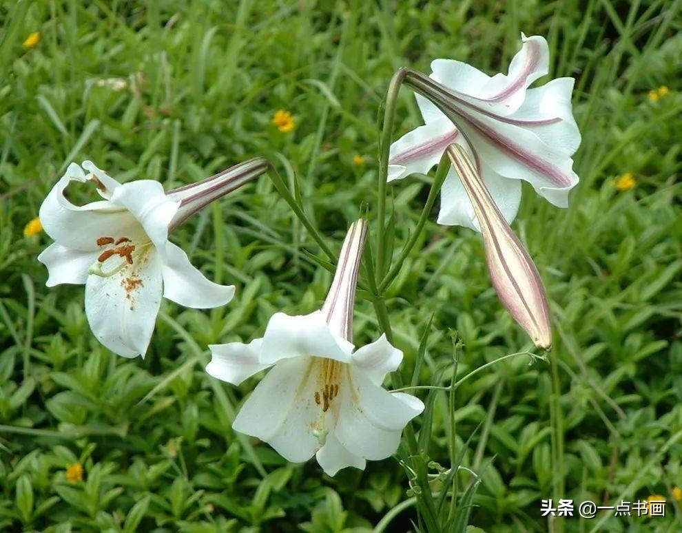 十大最美百合花品种2025年排行榜前十名榜单出炉 十大最美百合花品种2025年排行榜前十名榜单出炉