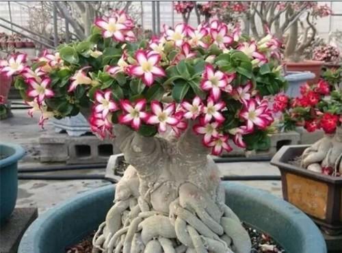 十大最美的玫瑰花品种2025年排行榜前十名榜单出炉