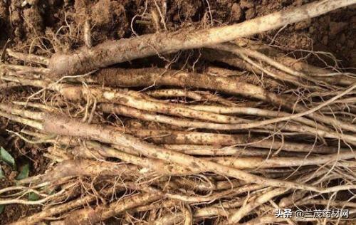 十大五味子产地2025年排行榜前十名榜单出炉