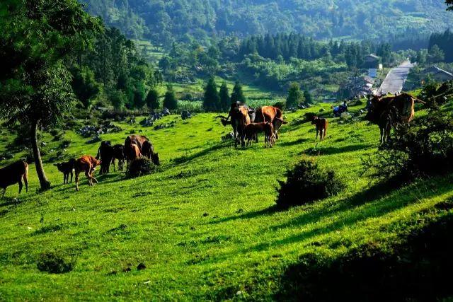 重庆十大夏季旅游好去处2025年排行榜前十名榜单出炉