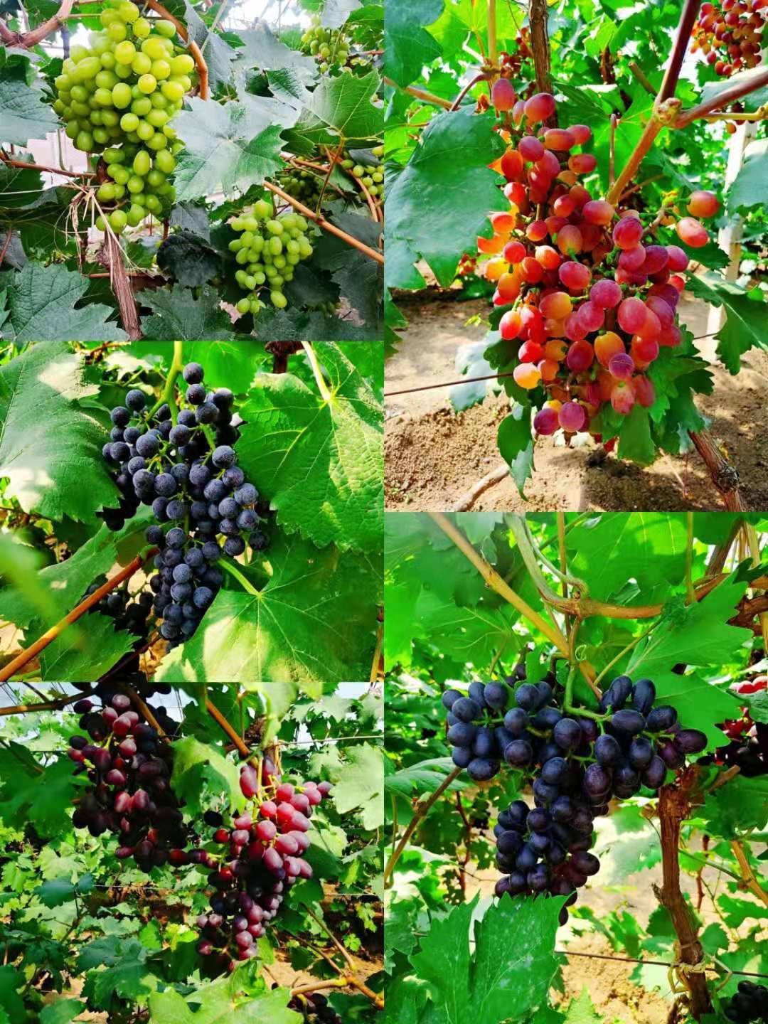 沈阳十大野外烧烤好去处2025年排行榜前十名榜单出炉