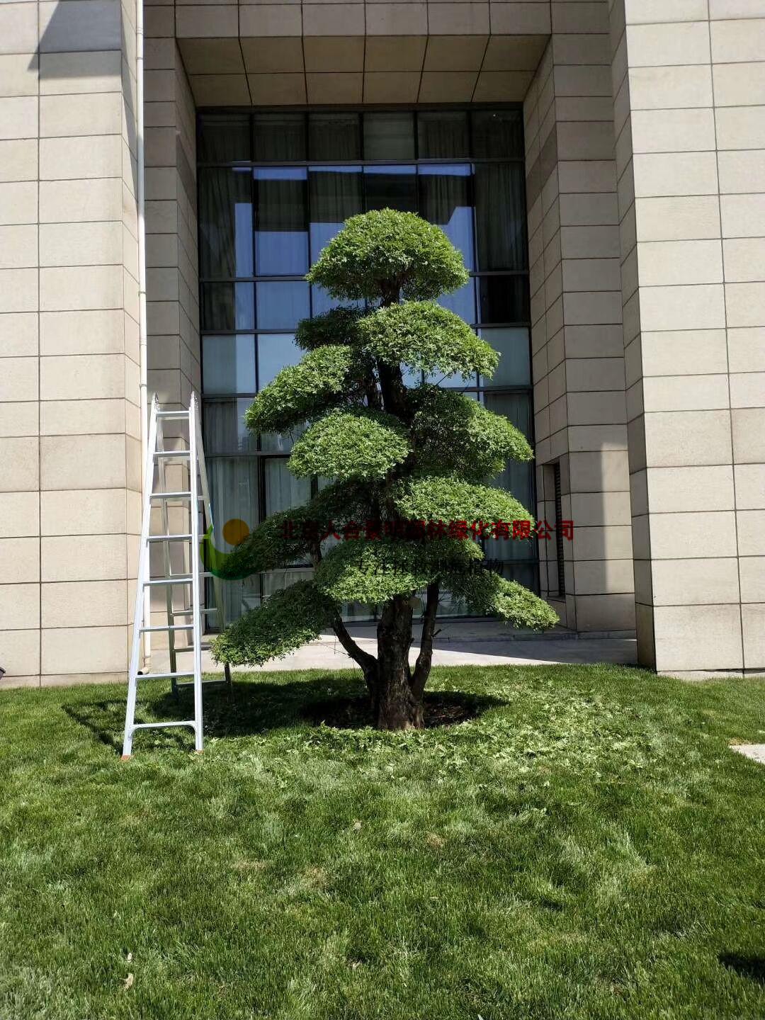 十大最好卖的绿化树2025年排行榜前十名榜单出炉