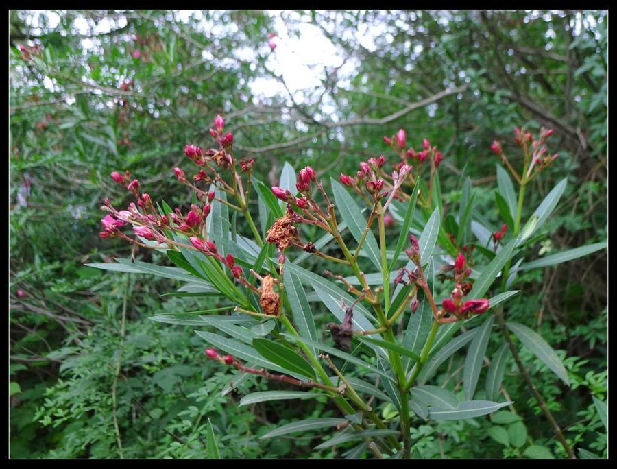 十大最好卖的绿化树2025年排行榜前十名榜单出炉