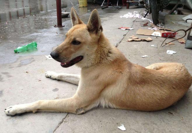 世界上最会看家的十大狗狗2025年排行榜前十名榜单出炉