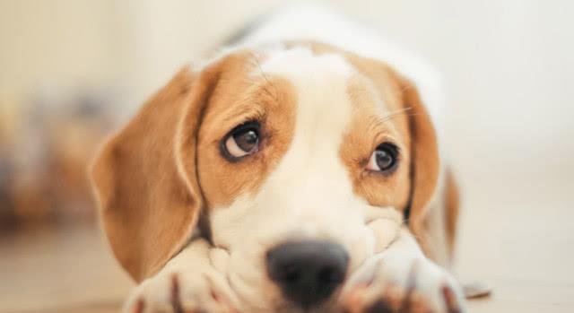 世界上最会看家的十大狗狗2025年排行榜前十名榜单出炉