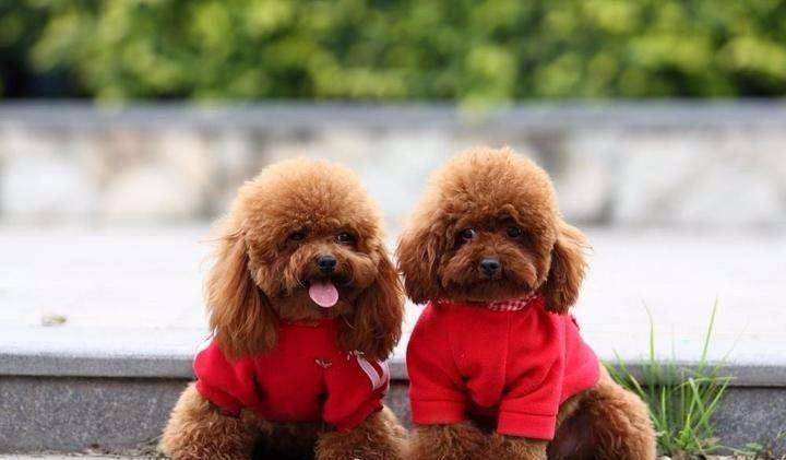 世界十大最热门的小型宠物2025年排行榜前十名榜单出炉 世界十大最热门的小型宠物2025年排行榜前十名榜单出炉