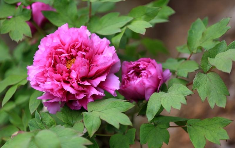 洛阳十大赏牡丹花好去处2025年排行榜前十名榜单出炉