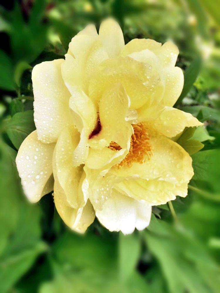 洛阳十大赏牡丹花好去处2025年排行榜前十名榜单出炉