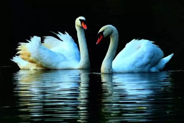 世界上十大最稀有的鸟类2025年排行榜前十名榜单出炉