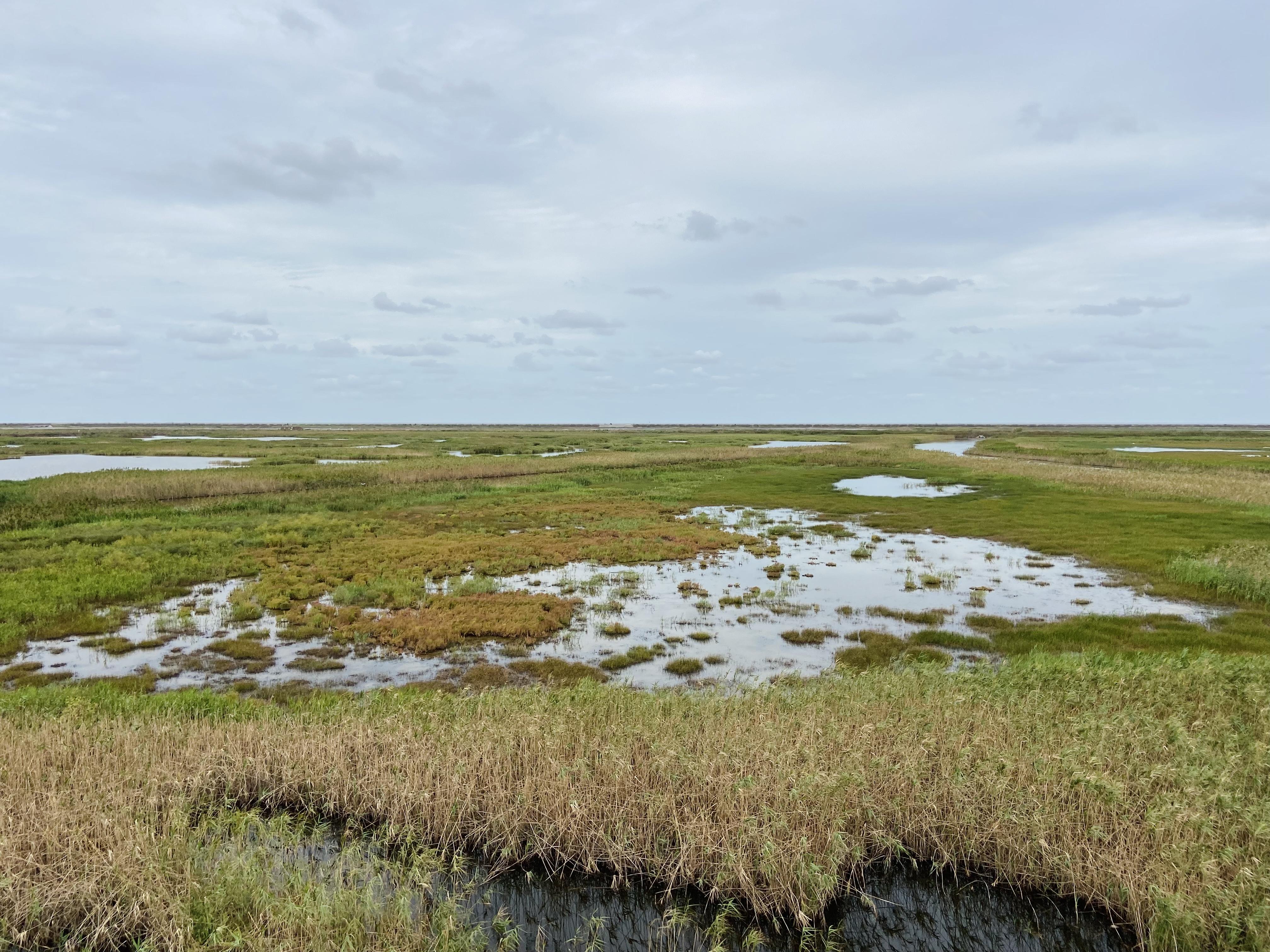 世界上十大最稀有的鸟类2025年排行榜前十名榜单出炉