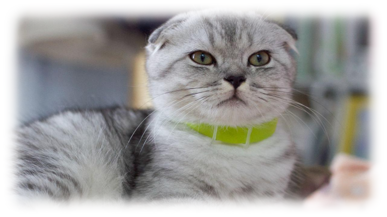 十种世界最名贵的猫2025年排行榜前十名榜单出炉