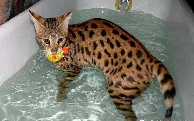 十种世界最名贵的猫2025年排行榜前十名榜单出炉