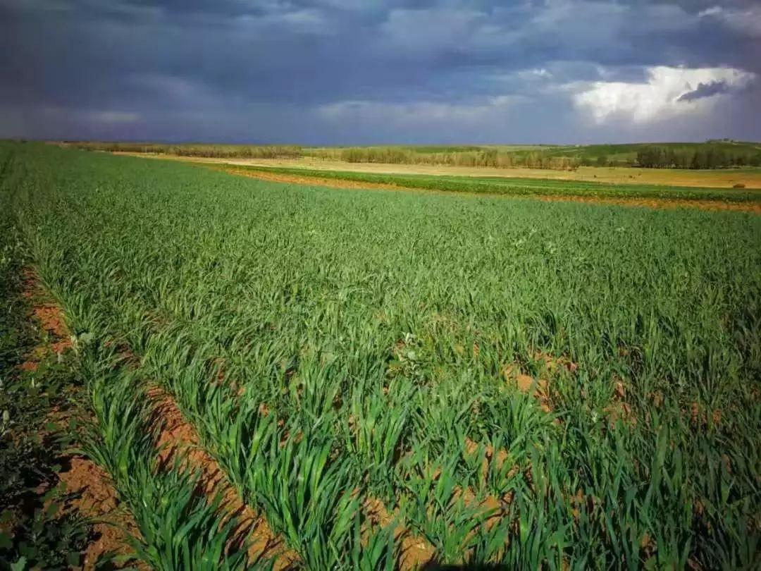 中国十大青稞产地2025年排行榜前十名榜单出炉