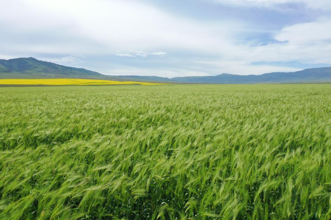 中国十大青稞产地2025年排行榜前十名榜单出炉