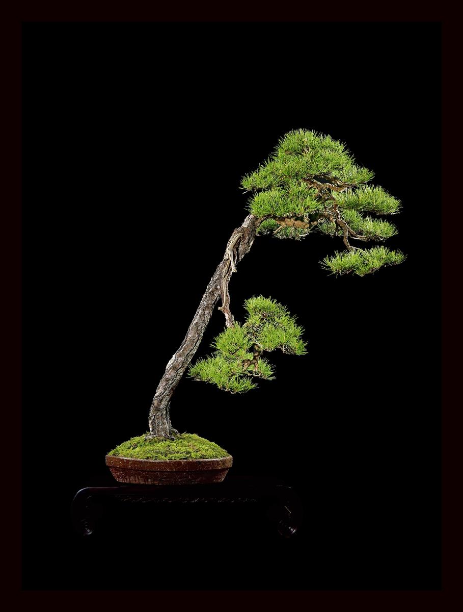 十大盆景名贵树种2025年排行榜前十名榜单出炉