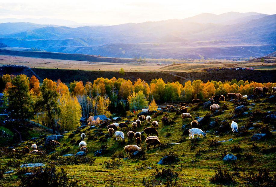 阿勒泰十大秋季旅游好去处2025年排行榜前十名榜单出炉