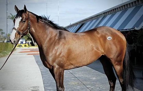 世界十大最贵的马品种2025年排行榜前十名榜单出炉