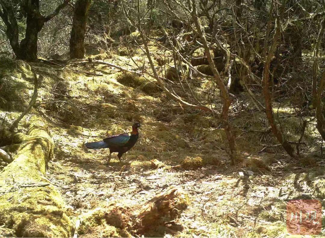 中国十大野生动物保护区2025年排行榜前十名榜单出炉