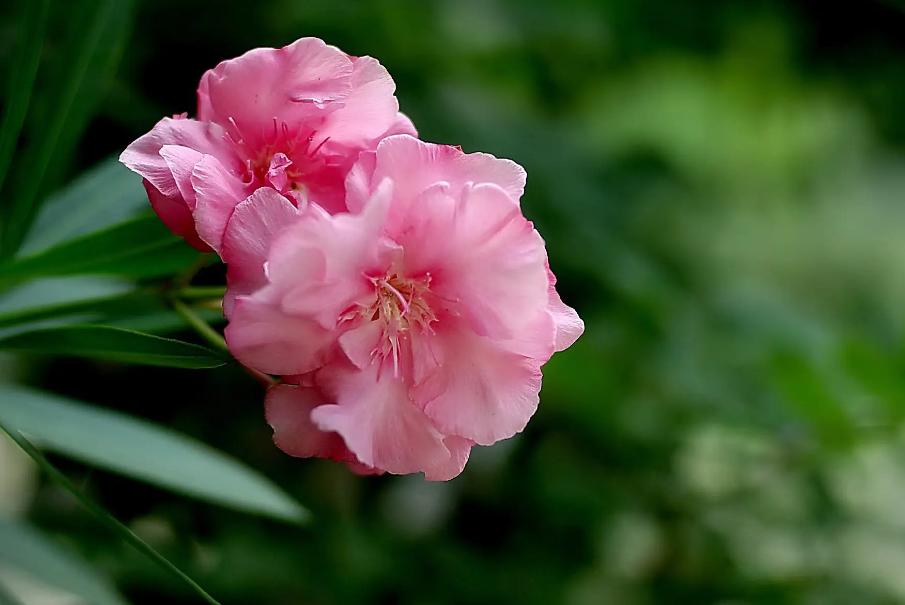 十首关于花的经典古诗词2025年排行榜前十名榜单出炉