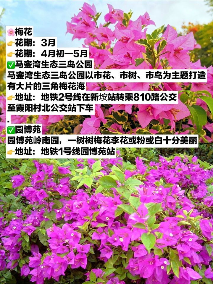 厦门十大赏花胜地2025年排行榜前十名榜单出炉
