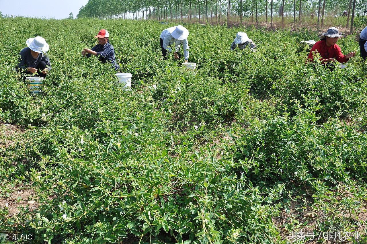 国内十大著名桔梗产地2025年排行榜前十名有哪些