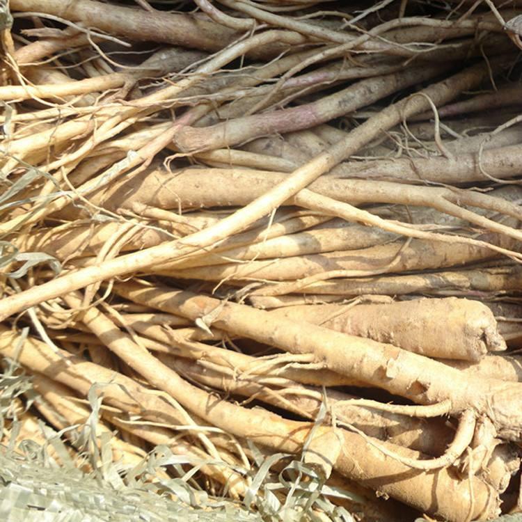 国内十大著名桔梗产地2025年排行榜前十名有哪些