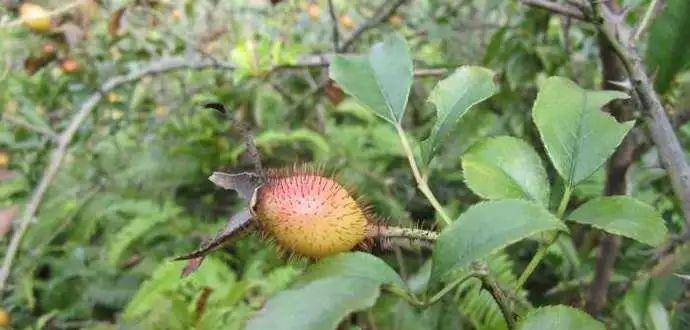 农村常见的10种野果2025年排行榜前十名榜单出炉