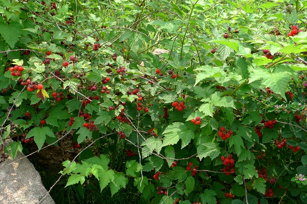 农村常见的10种野果2025年排行榜前十名榜单出炉