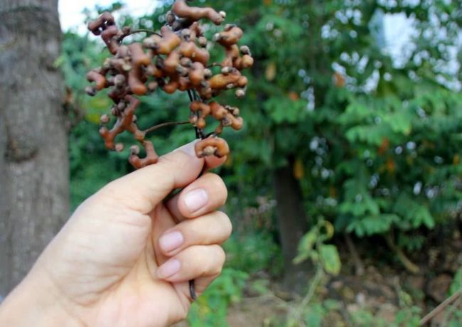 农村常见的10种野果2025年排行榜前十名榜单出炉