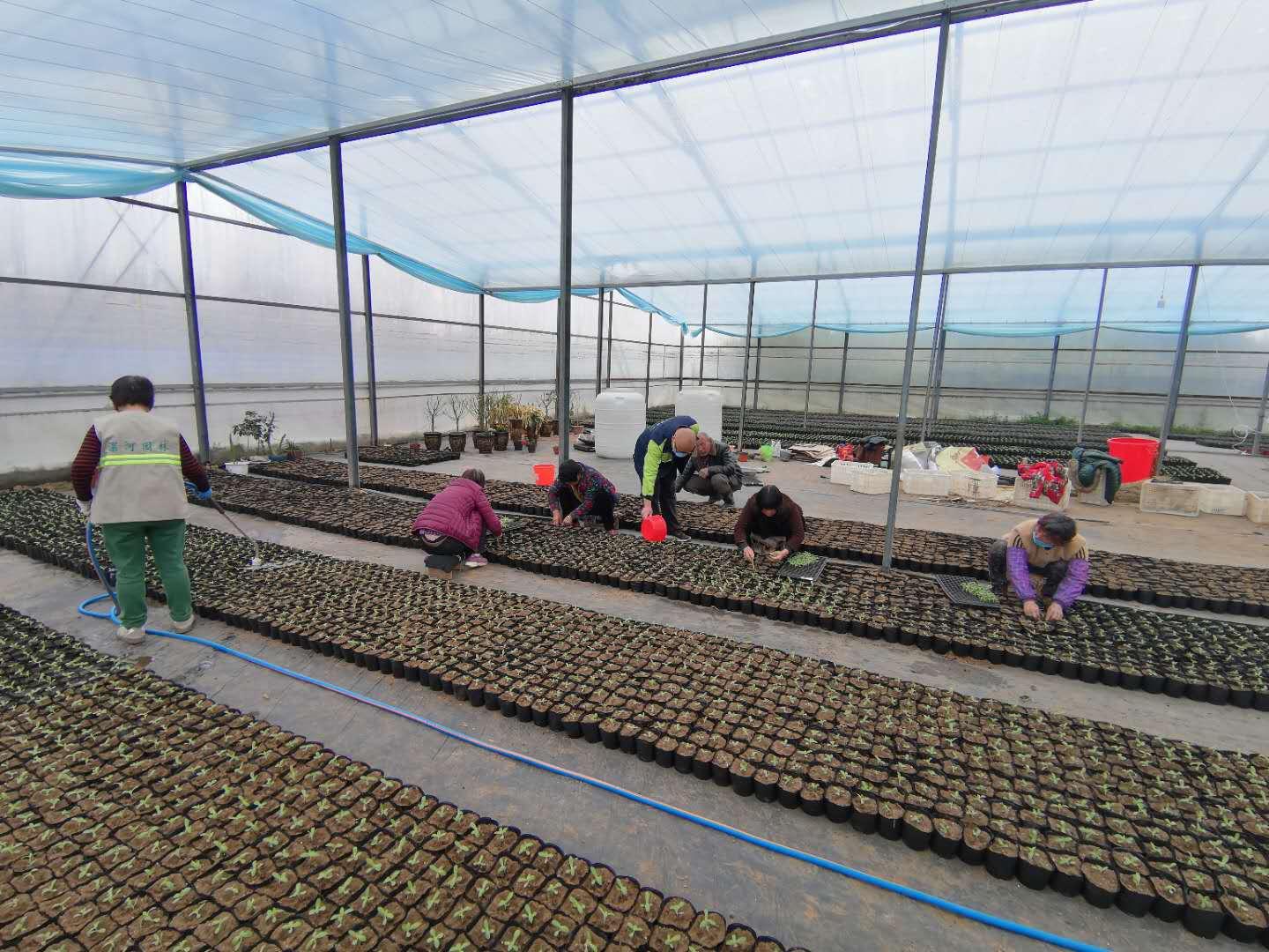 十大好看的草花品种2025年排行榜前十名榜单出炉