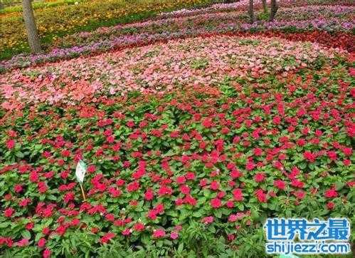 十大好看的草花品种2025年排行榜前十名榜单出炉