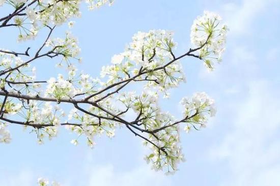 中国十大赏梨花胜地2025年排行榜前十名榜单出炉