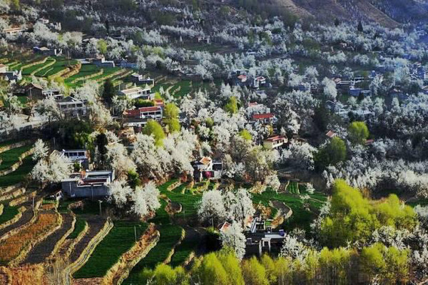 中国十大赏梨花胜地2025年排行榜前十名榜单出炉