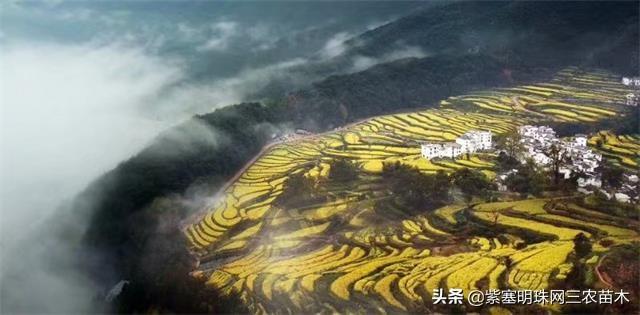 江西十大赏油菜花胜地2025年排行榜前十名榜单出炉 江西十大赏油菜花胜地2025年排行榜前十名榜单出炉